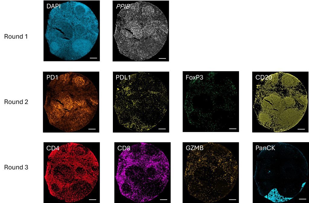 RNA Protein Co-detection
