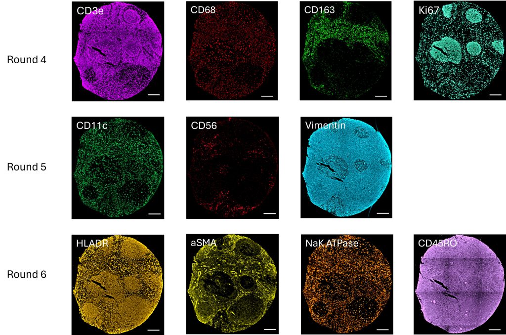 RNA Protein Co-detection